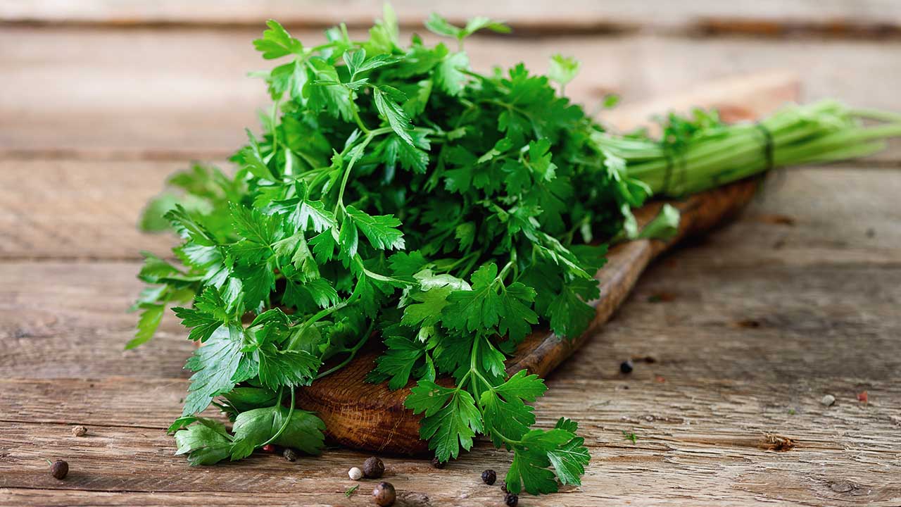 CORIANDER – THE BEST NATURAL ANTI OXIDANT FOR LIFE